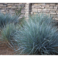 ЕЛІМУС, КОЛОСНЯК ПІЩАНИЙ (дорослий кущ із голим корінням)