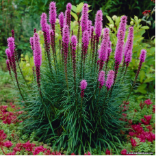 ЛІАТРІС КОЛОСКОВИЙ, СПІКАТА (дорослий кущ у технологічному горщику)