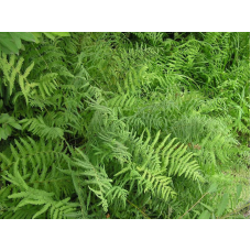 ПАПОРОТЬ БОЛОТЯНА (дорослий кущ у технологічному горщику)