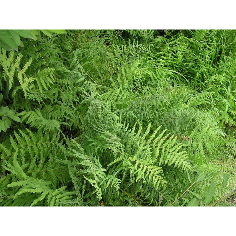 ПАПОРОТЬ БОЛОТЯНА (дорослий кущ у технологічному горщику)