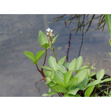 ВАХТА ТРИЛИСТА (дорослий кущ в технологічному горщику)