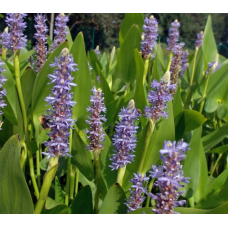 ПОНТЕДЕРІЯ СЕРЦЕЛИСТА (доросла рослина у технологічному горщику)