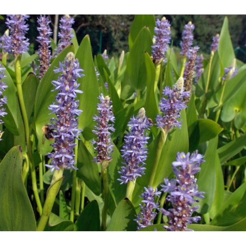 ПОНТЕДЕРІЯ СЕРЦЕЛИСТА (доросла рослина у технологічному горщику)