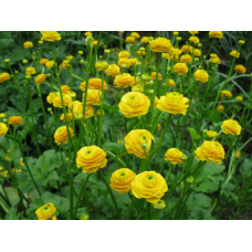 ЖОВТЕЦЬ МАХРОВИЙ БОЛОТНИЙ (доросла рослина в технологічному горщику)