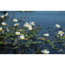 ЖОВТЕЦЬ, ЛЮТИК ВОДНИЙ (доросла рослина)