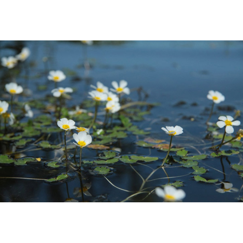 ЖОВТЕЦЬ, ЛЮТИК ВОДНИЙ (доросла рослина)