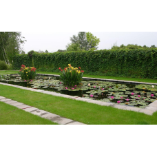 КАННА ВОДНА, ЧЕРВОНА КВІТКА (дорослий кущ у сітчастому горщику)