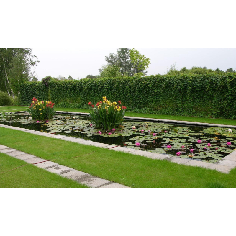 КАННА ВОДНА, ЧЕРВОНА КВІТКА (дорослий кущ у сітчастому горщику)