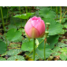 РОЖЕВИЙ ЛОТОС ЗИМУЮЧИЙ (1 горішок)