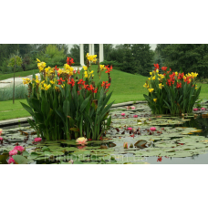 КАННА ВОДНА, ЧЕРВОНА КВІТКА (великий кущ у сітчастому горщку)