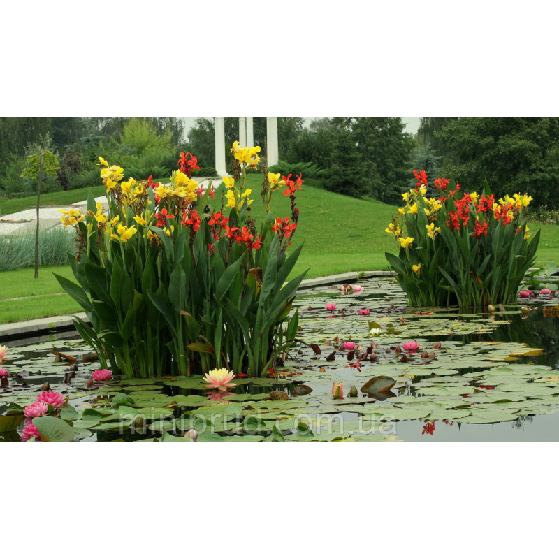 КАННА ВОДНА, ЧЕРВОНА КВІТКА (великий кущ у сітчастому горщку)