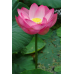 РОЖЕВИЙ ЛОТОС ЗИМУЮЧИЙ (1 горішок)