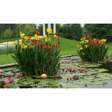 КАННА ВОДНА, ЖОВТА КВІТКА (бульба дорослої рослини)