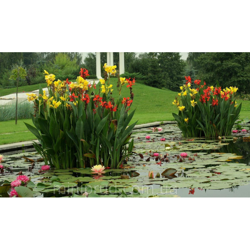 КАННА ВОДНА, ЖОВТА КВІТКА (бульба дорослої рослини)