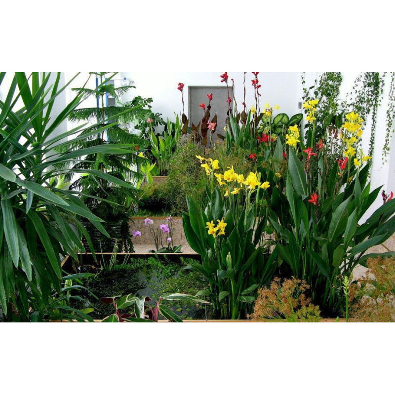 КАННА ВОДНА, ЖОВТА КВІТКА (дорослий кущ у сітчастому горщику)