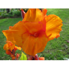 КАННА ВОДНА, ПОМЕРАНЧЕВА КВІТКА (бульба дорослої рослини)