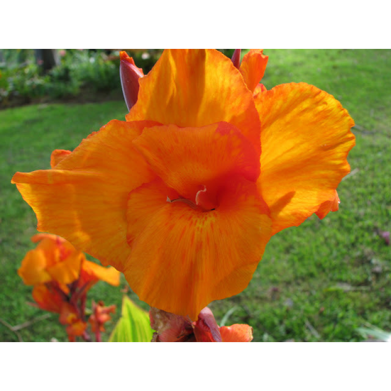 КАННА ВОДНА, ПОМЕРАНЧЕВА КВІТКА (бульба дорослої рослини)