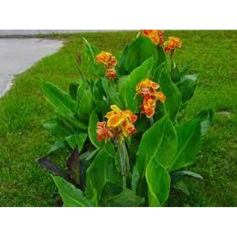 КАННА ВОДНА, ПОМЕРАНЧЕВА КВІТКА (великий кущ у сітчастому горщику)