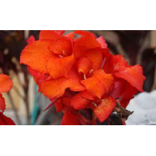 КАННА ВОДНА З БОРДОВИМ ЛИСТЯМ, ПОМАРАНЧЕВА КВІТКА (бульба дорослої рослин)