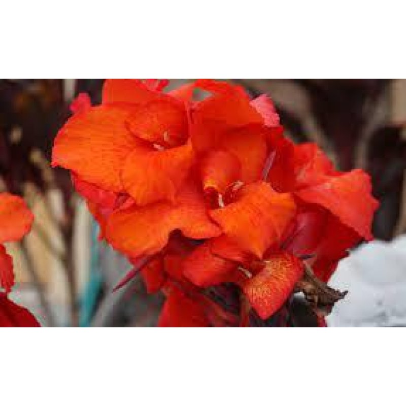 КАННА ВОДНА З БОРДОВИМ ЛИСТЯМ, ПОМАРАНЧЕВА КВІТКА (бульба дорослої рослин)