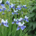 ІРИС ВЕРСИКОЛОР БЛАКИТНИЙ (різні розміри) (БК)