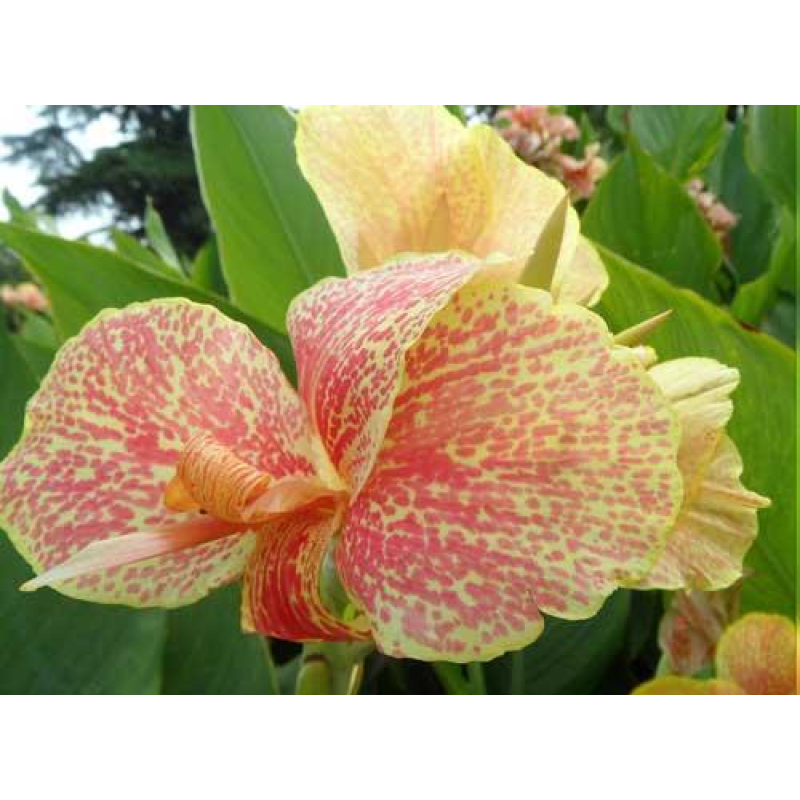 КАННА ВОДНА, ОРХИДЕЙНА КВІТКА (бульба дорослої рослини)