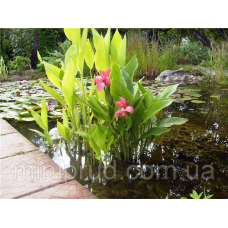 КАННА ВОДНА, ОРХИДЕЙНА КВІТКА (дорослий кущ у сітчастому горщику)