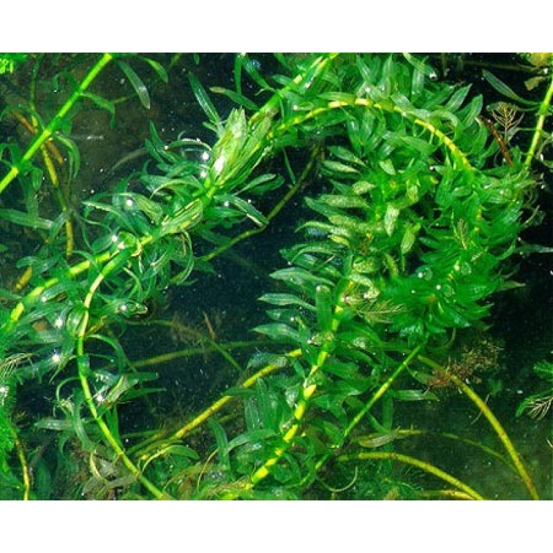 ЕЛОДЕЯ оксігенератор, фільтратор (доросла рослина)