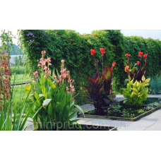 КАННА ВОДНА, ОРХИДЕЙНА КВІТКА (великий кущ у сітчастому горщику)