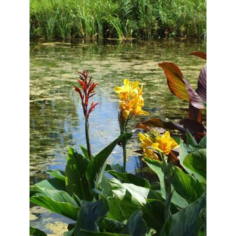 КАННА ВОДНА, ТИГРОВА КВІТКА (дорослий кущ у сітчастому горщику)