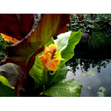 КАННА ВОДНА, ТИГРОВА КВІТКА (великий кущ у сітчастому горщику)