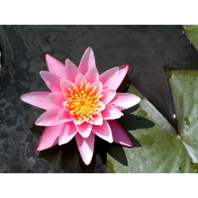 ЛАТАТТЯ, НІМФЕЯ “РОЖЕВА СЕНСАЦІЯ“ (відросток з голим корінням)