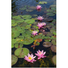 ЛАТАТТЯ, НІМФЕЯ “РОЖЕВА СЕНСАЦІЯ“ (великий кущ в сітчастому горщику)