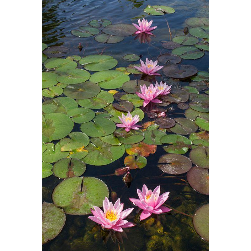 ЛАТАТТЯ, НІМФЕЯ “РОЖЕВА СЕНСАЦІЯ“ (великий кущ в сітчастому горщику)