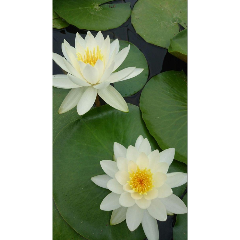 ЛАТАТТЯ, НІМФЕЯ “БІЛА СЕНСАЦІЯ“ (відросток з голим корінням)