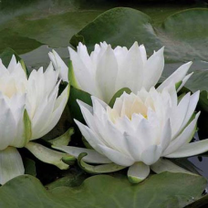 ЛАТАТТЯ, НІМФЕЯ “БІЛА СЕНСАЦІЯ“ (дорослий кущ у сітчастому горщику)