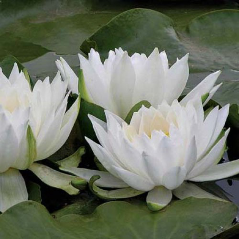 ЛАТАТТЯ, НІМФЕЯ “БІЛА СЕНСАЦІЯ“ (дорослий кущ у сітчастому горщику)