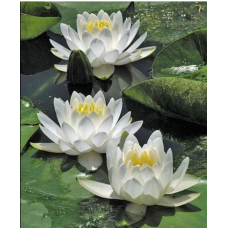 ЛАТАТТЯ, НІМФЕЯ “БІЛА СЕНСАЦІЯ“ (великий кущ у сітчастому горщику)