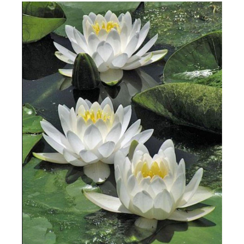 ЛАТАТТЯ, НІМФЕЯ “БІЛА СЕНСАЦІЯ“ (великий кущ у сітчастому горщику)