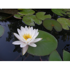 ЛАТАТТЯ, НІМФЕЯ “АЛЬБІДА БІЛО-РОЖЕВА“ (відросток з голим корінням)