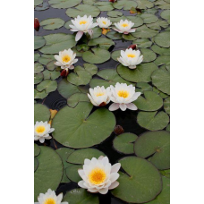 ЛАТАТТЯ, НІМФЕЯ “АЛЬБІДА БІЛО-РОЖЕВА“ (дорослий кущ в сітчастому горщику)