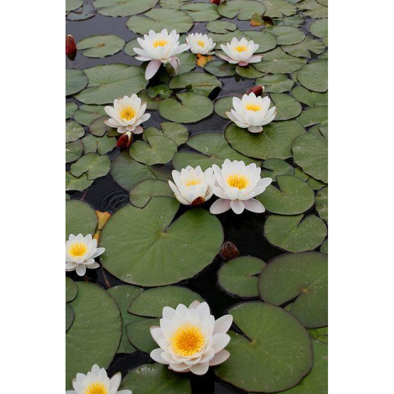 ЛАТАТТЯ, НІМФЕЯ “АЛЬБІДА БІЛО-РОЖЕВА“ (дорослий кущ в сітчастому горщику)