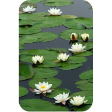 ЛАТАТТЯ, НІМФЕЯ “АЛЬБІДА БІЛО-РОЖЕВА“ (великий кущ у сітчастому горщику)