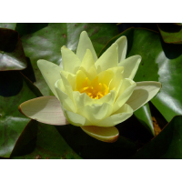 ЛАТАТТЯ, НІМФЕЯ “ХРОМАТЕЛЛА“ (відросток з голим корінням)